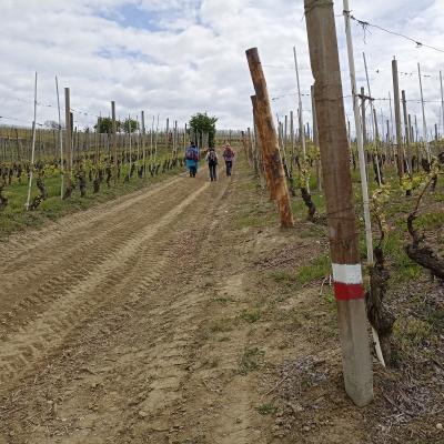 Nelle Langhe del Barbaresco 24-4-22